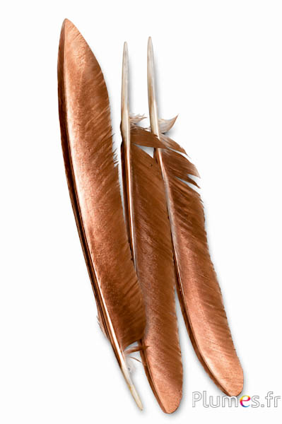 Pfau blau -  35-38 cm - naturbraun-bronze